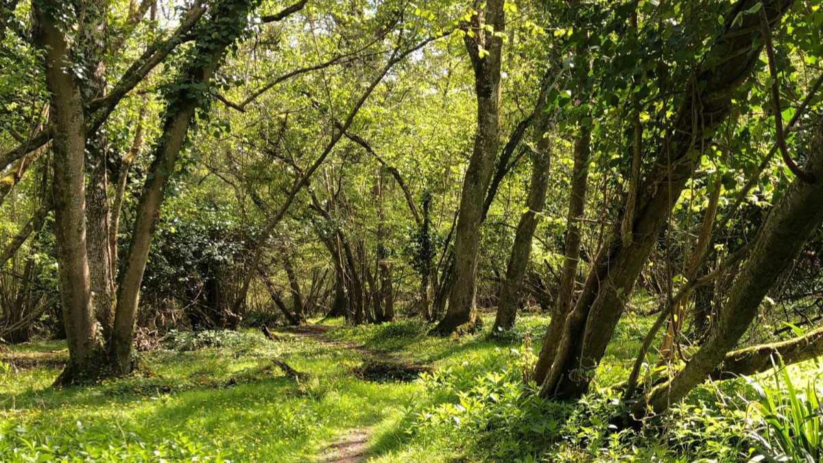 Purbeck Forest Bathing Experience