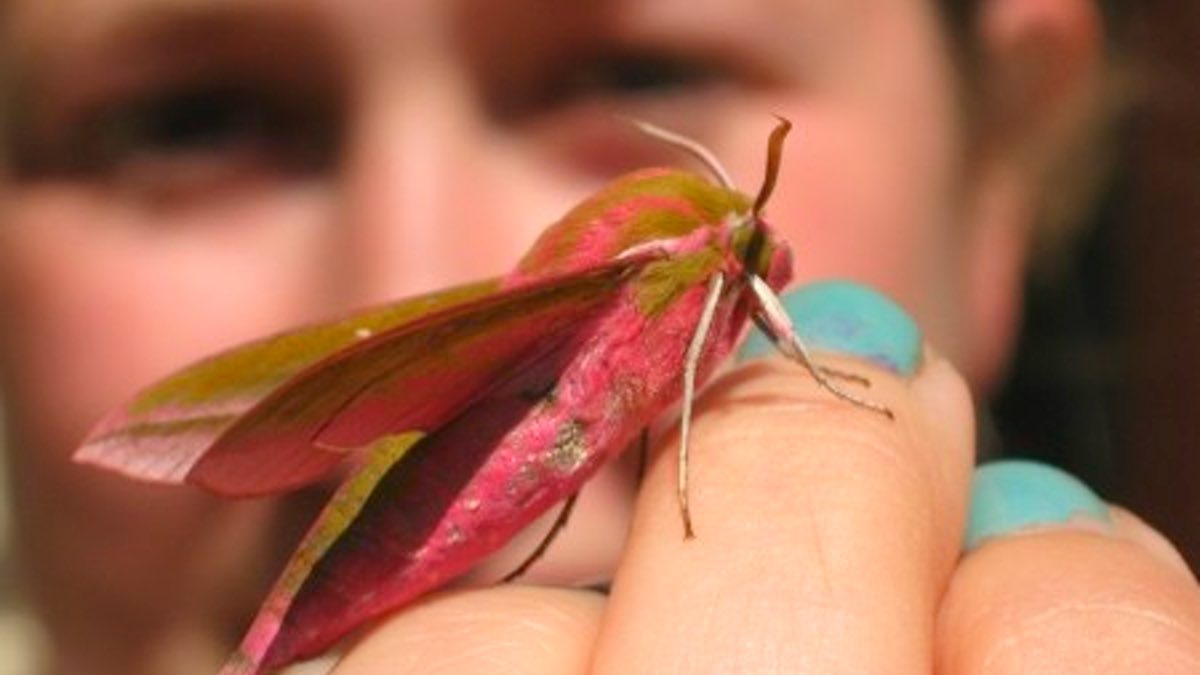 Discover the wonderful world of moths in Corfe Castle