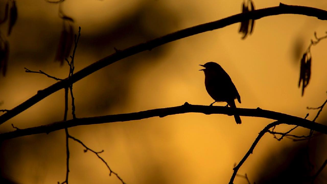 Not Quite the Dawn Chorus with Breakfast - Corfe Castle