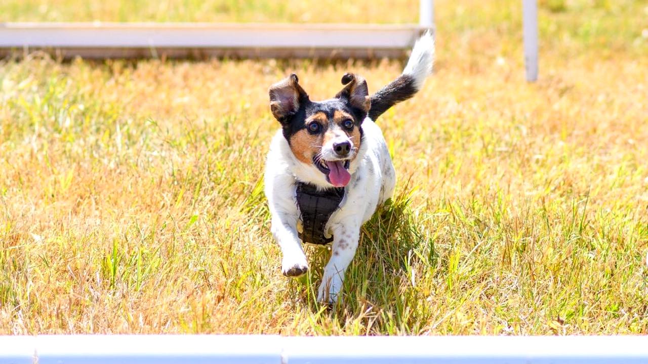 MGAR Country Dog Show