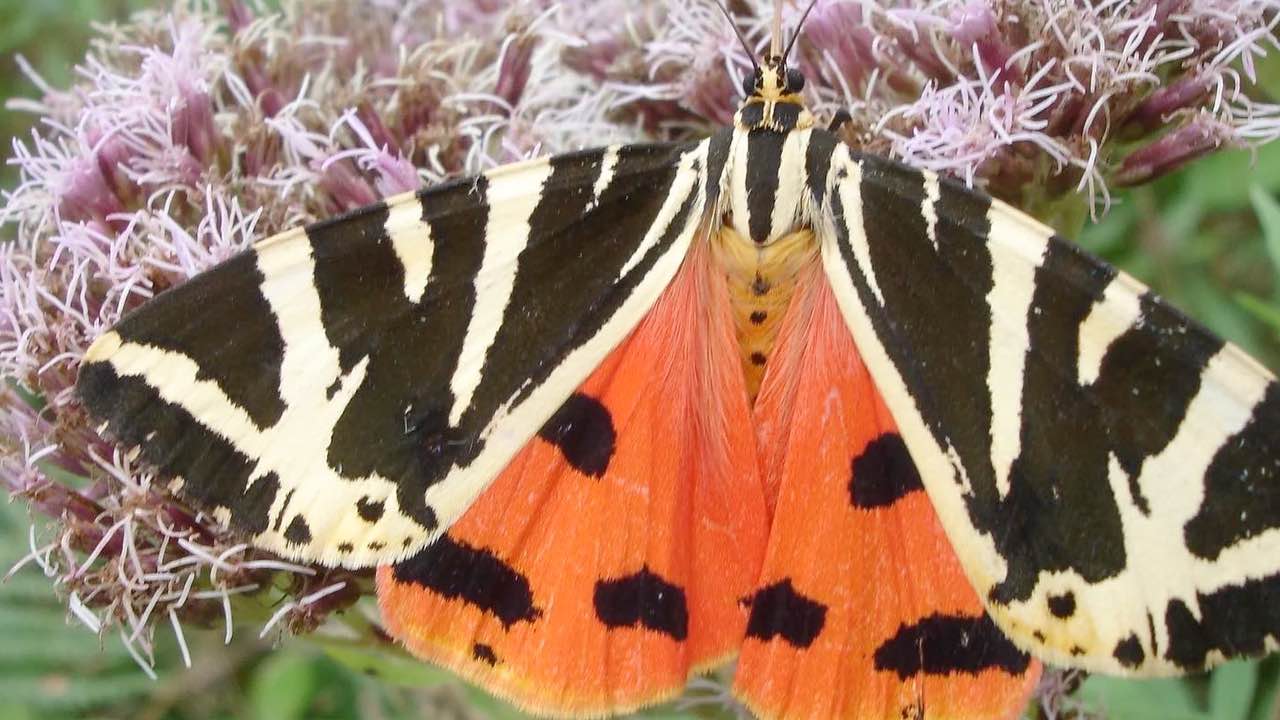 Marvellous Moths summer workshops
